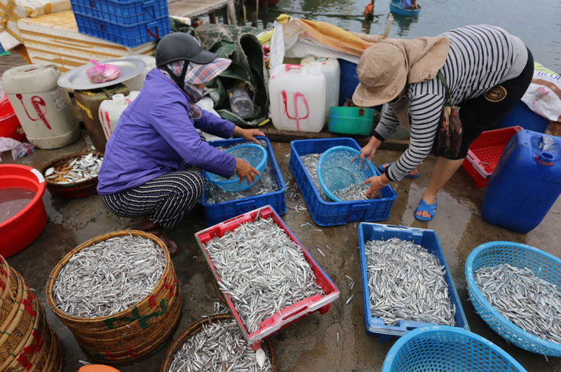 Cá cơm là nguyên liệu phổ biến để sản xuất nước mắm Phú Quốc