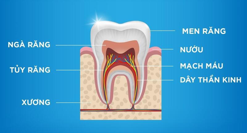 Vị trí của tủy răng
